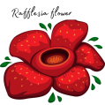 Rafflesia-flower